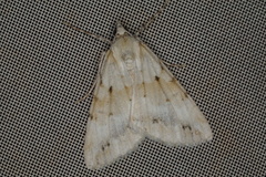 Chlenomorpha lygdina