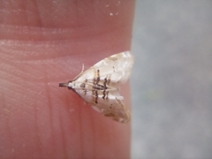 Trichophysetis cretacea