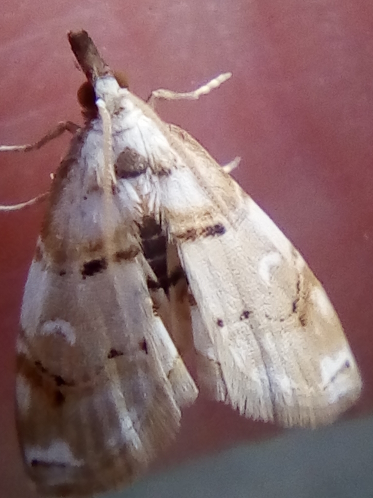 Jasmine bud borer (MicroMoths of New Zealand's Kauri Kingdom