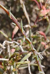 Lechenaultia linarioides