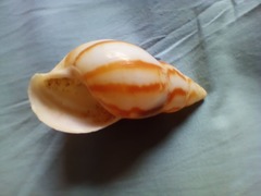 Limicolaria flammea