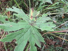 Delphinium crassifolium
