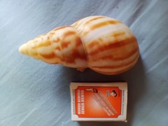 Limicolaria flammea
