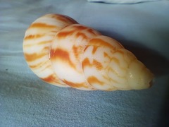 Limicolaria flammea