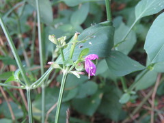 Dicliptera brachiata