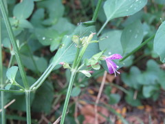 Dicliptera brachiata