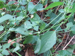 Dicliptera brachiata