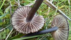 Entoloma poliopus
