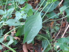 Dicliptera brachiata