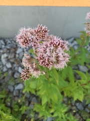 Eupatorium cannabinum