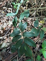 Derris involuta