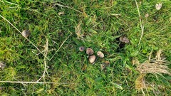 Entoloma poliopus