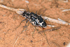 Cicindela schauppii