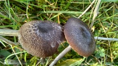 Entoloma poliopus