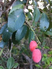 Allocassine laurifolia