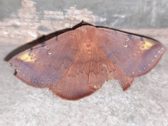 Hypopyra meridionalis