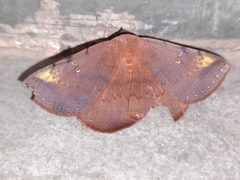 Hypopyra meridionalis