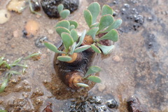 Othonna cacalioides