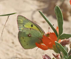 Colias philodice eriphyle