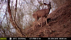Odocoileus virginianus tropicalis