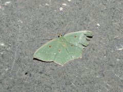 Cyclothea disjuncta