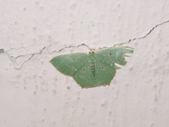 Cyclothea disjuncta
