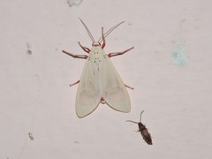 Amerila eugenia