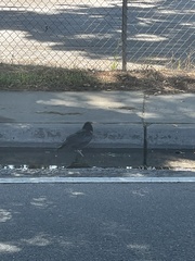 Corvus brachyrhynchos