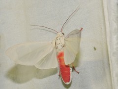 Amerila eugenia