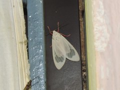 Amerila eugenia