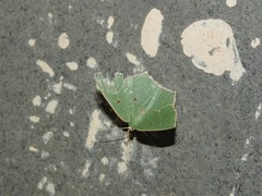 Cyclothea disjuncta