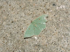 Cyclothea disjuncta