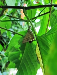 Oxyodes scrobiculata