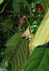 Oxyodes scrobiculata