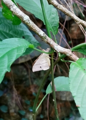 Oxyodes scrobiculata