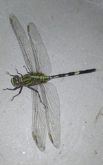 Orthetrum sabina