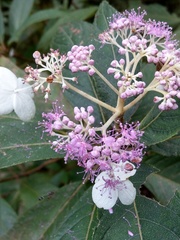 Hydrangea longifolia
