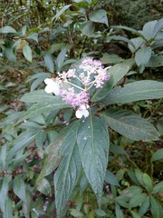 Hydrangea longifolia