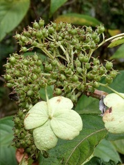 Hydrangea longifolia