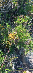 Urochloa serrata