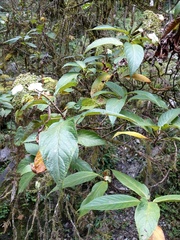 Hydrangea longifolia