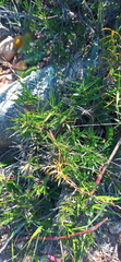 Urochloa serrata