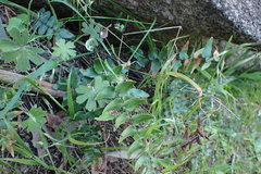 Pellaea calidirupium