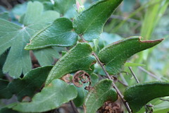 Pellaea calidirupium
