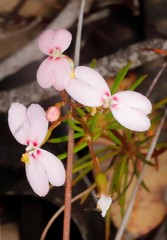 Stylidium adpressum