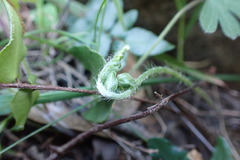 Pellaea calidirupium