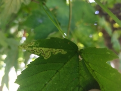Stigmella speciosa
