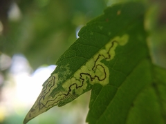 Stigmella speciosa