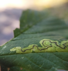 Stigmella speciosa