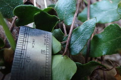 Pellaea calidirupium